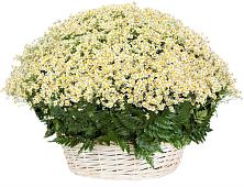 Цветочная композиция из Ромашки в корзине #REPLACE_PRED# Шишкино